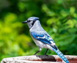 Best Solar Powered Fountain For Bird Bath, Garden, and Ponds